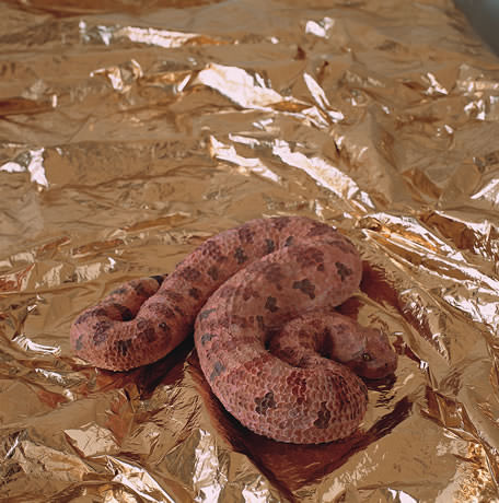 Serpents, 2000, Pierre Vadi